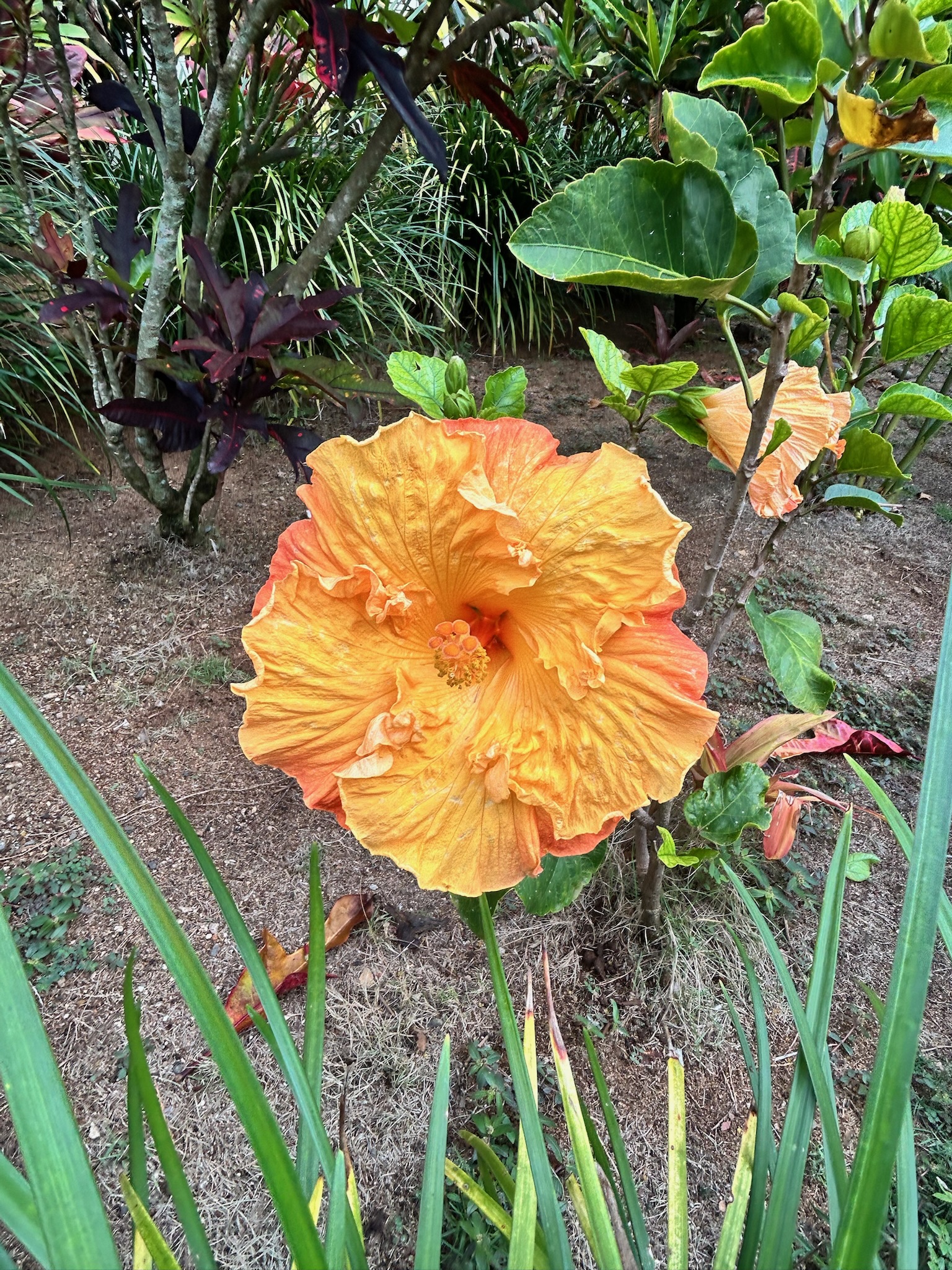 On Kauai