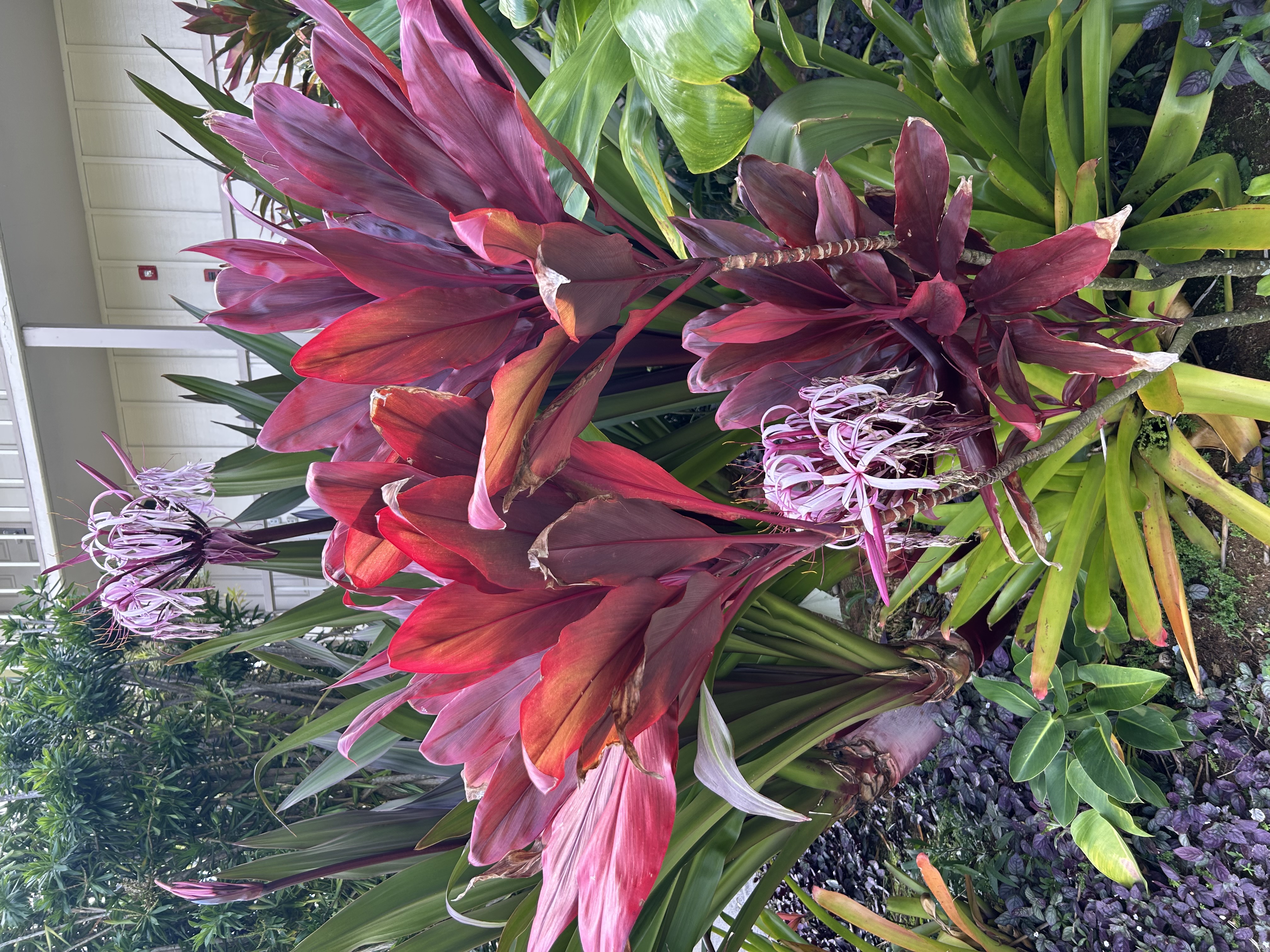 On Kauai