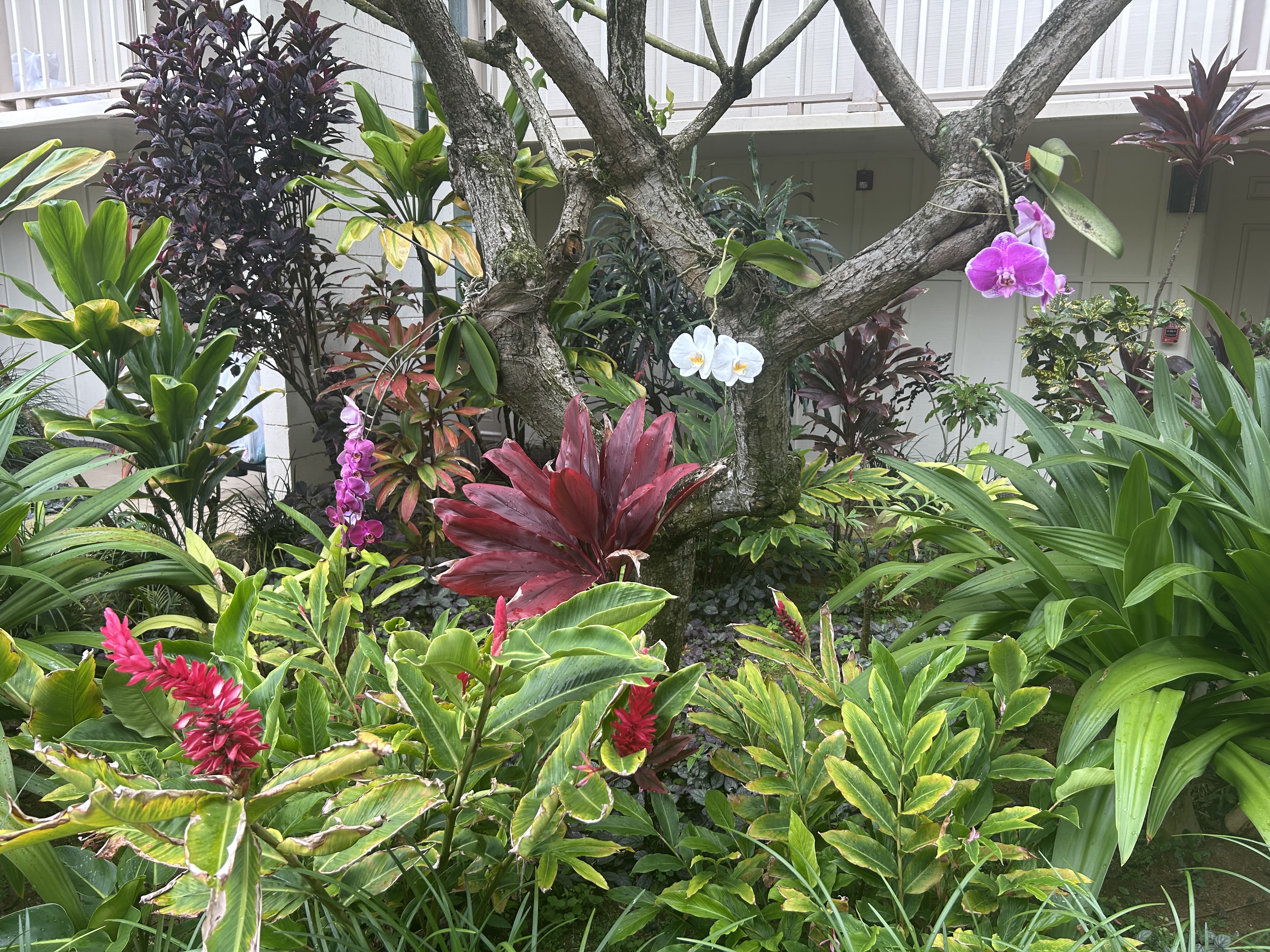 Orchids